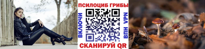 Купить где Чита Галлюциногенные грибы прущие грибы